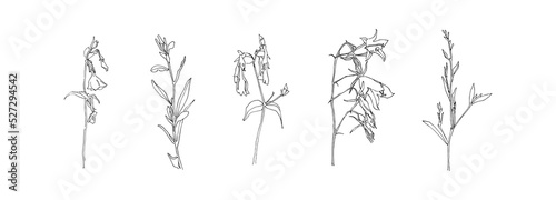 Hand drawn plant collection. Set of bellflower outlines. Black isolated plants sketch vector on white background. Herb wildflower decorative print elements
