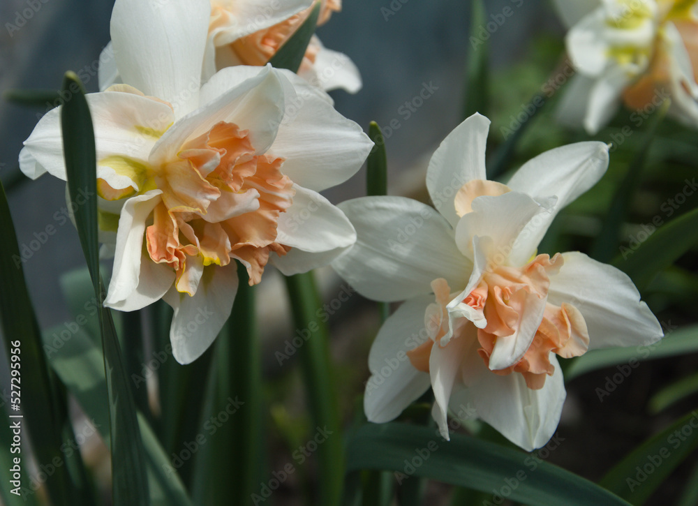white iris flower white iris flower