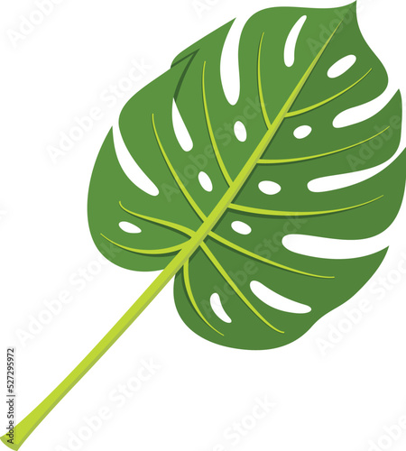 Monstera leaf. Green exotic plant foliage icon