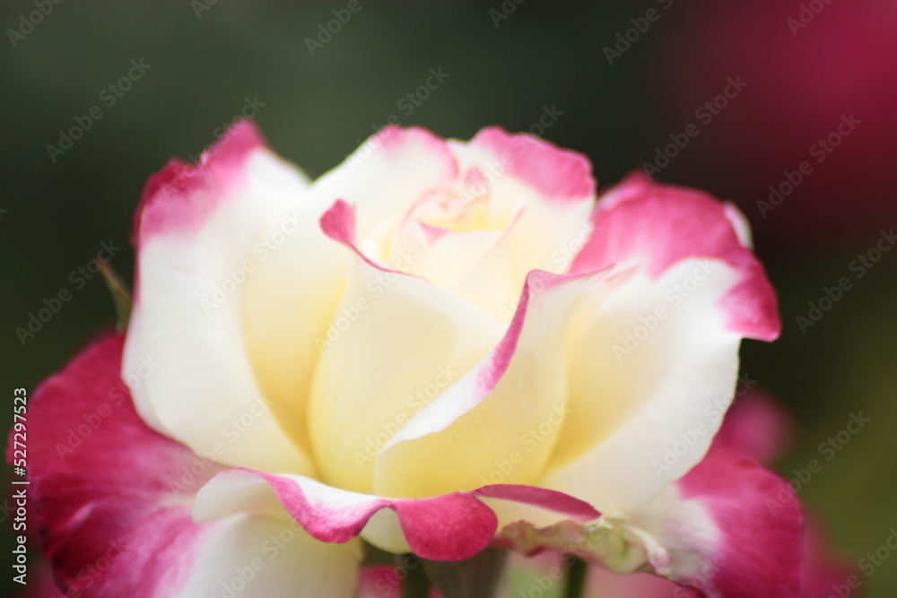 Fototapeta premium pink rose