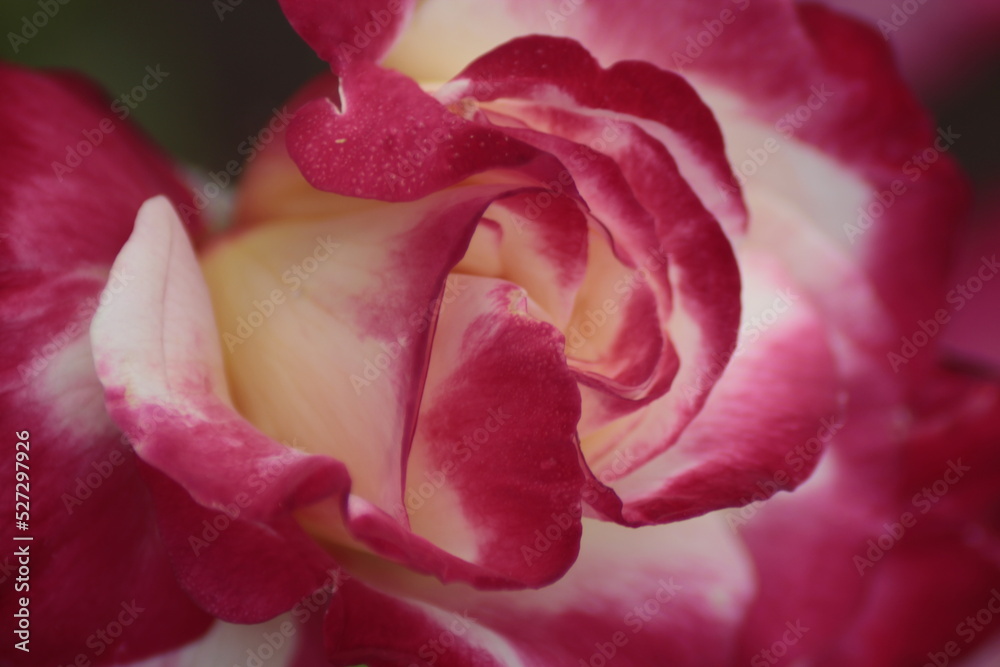 close up of a pink rose