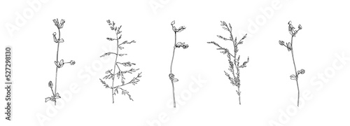Hand drawn grass collection. Set of flowers outlines. Black isolated plants sketch vector on white background. Herb wildflower decorative print elements