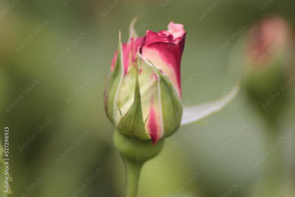 pink rose
