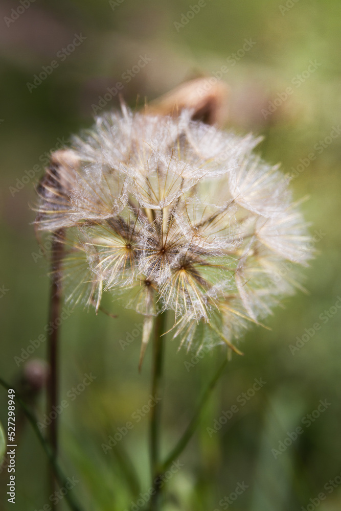 Fototapeta premium Pissenlit