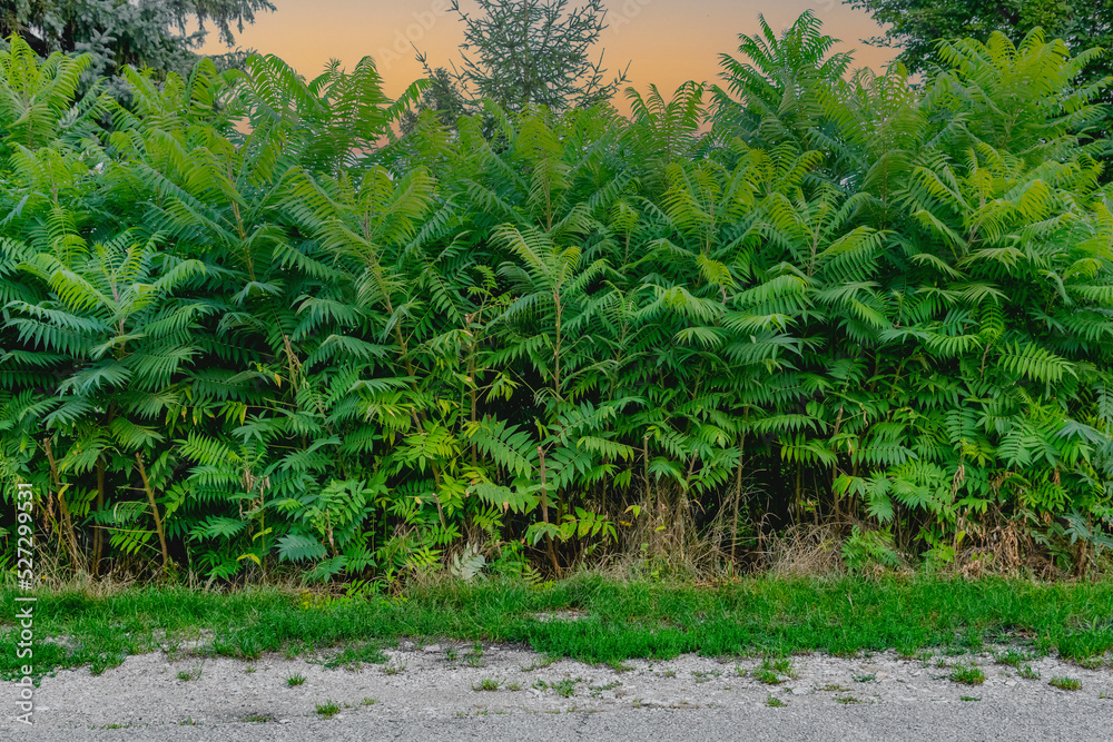 Naklejka premium Beautiful nature background with green plants and sunset