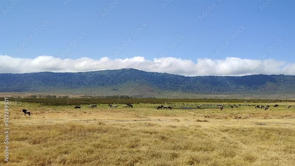 African Safari in African Savannah in search of Big Five during great migration on special safari jeep near. Herd of Zebras, Antelope gnu, lions, elephants and more wild animals in wildlife nature African Safari in African Savannah in search of Big Five during great migration on special safari jeep near. Herd of Zebras, Antelope gnu, lions, elephants and more wild animals in wildlife nature