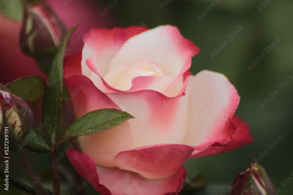 pink rose pink rose