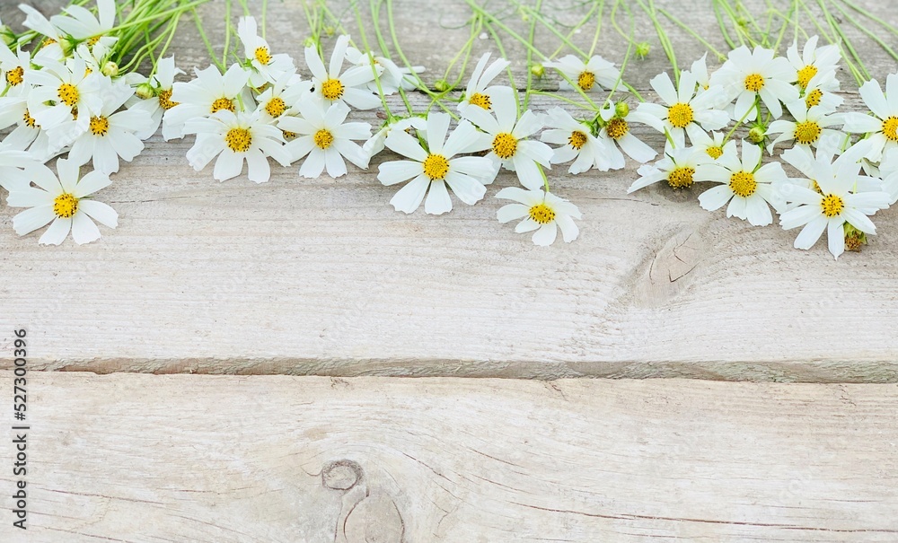 Obraz premium white chamomile on a wooden background. background for banner