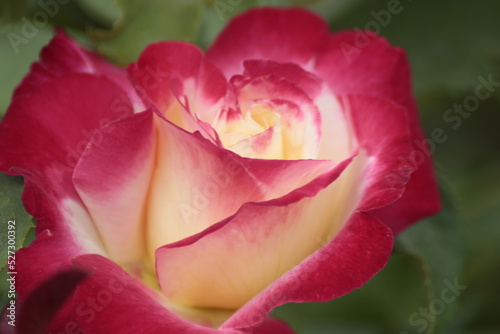 pink rose 