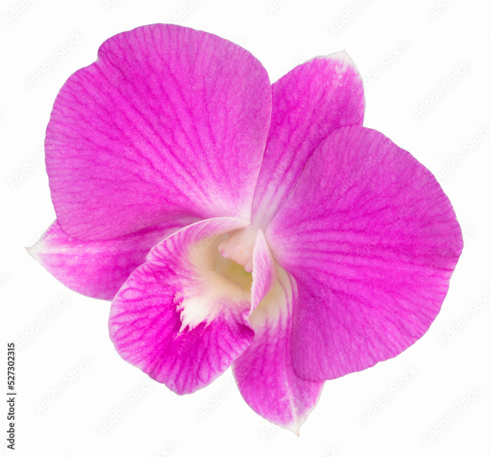 Bunch of  Pink orchid isolated on white background, Blooming orchids on white With clipping path.