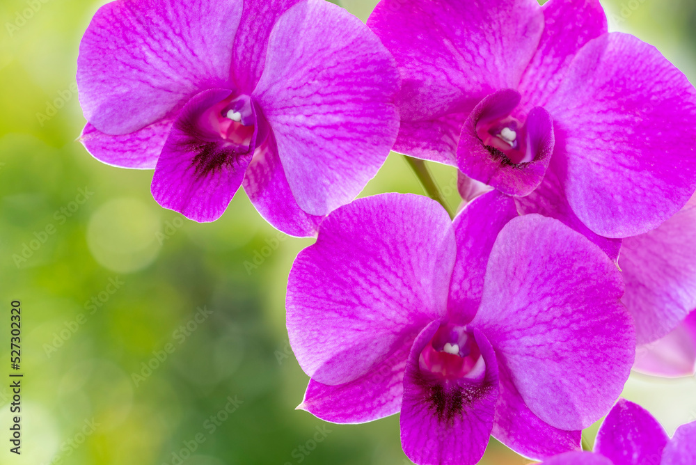 Pink orchid on green nature background, Blooming orchids on a green background. Pink orchid on green nature background, Blooming orchids on a green background.