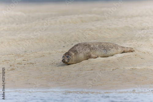 Common seal Phoca vitulina rrsting on a sandy beach at low tide in France