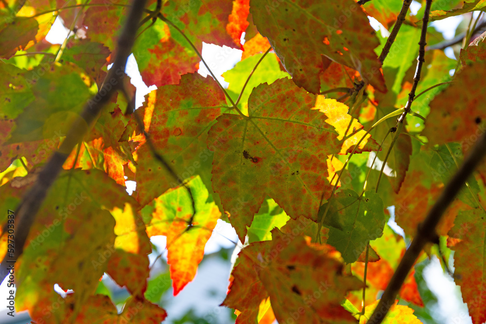 Autumn view of the underside of fall leaves on a tree with sun shining through. Autumn view of the underside of fall leaves on a tree with sun shining through.