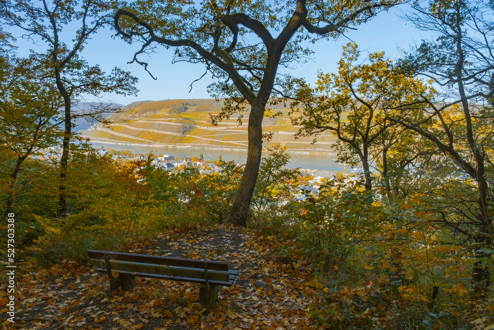 A bench on the Rochusberg near Bingen/Germany in the autumn forest with a view of the Rhine