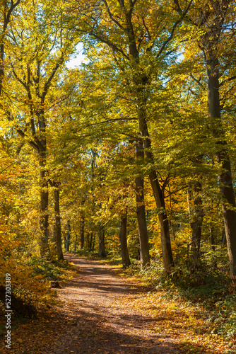 A path through the autumn colored forest on the Scharlachberg near Bingen Germany on a sunny da