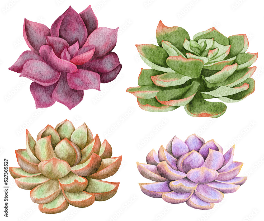 Fototapeta premium Watercolor succulents, green bouquet, houseplant illustration, botanical painting.