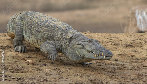 Fotografiet Crocodile sliding into the water; crocodile walking into the water; crocodile wa