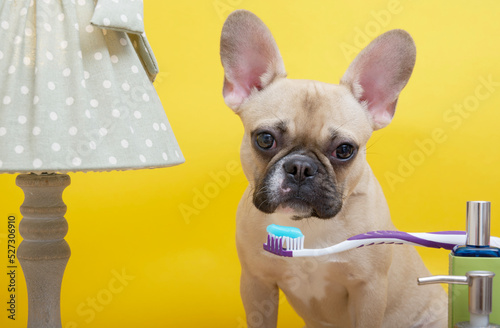A French Bulldog breed dog with big eyes and ears brushes his teeth with blue paste while sitting against a yellow wall near a cozy vintage lamp with a green shade. © Sergei