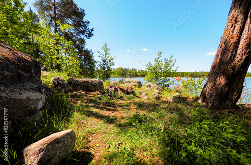tree in the forest