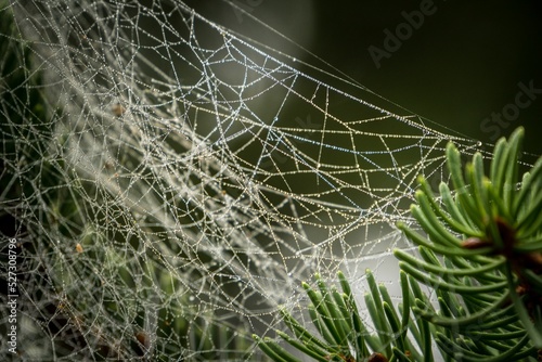 Spider web on a tree leaves