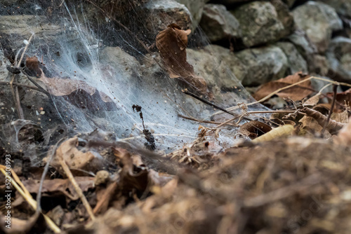 Spider web on stones and field soil. Insects and leaves are caught in the web
