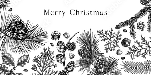 Merry Christmas background. Vintage winter trees, evergreen plants, conifers, and nuts sketches. Vector design with hand drawn botanical elements. Christmas card and New year invitation templates