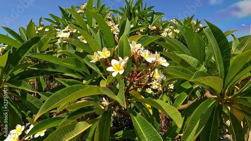white flowers on a tree