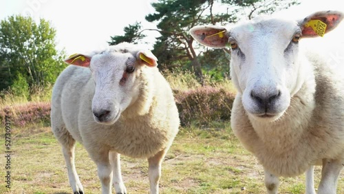 Sheep closeup in nature