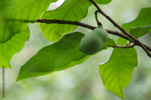Close-up fruit of common pawpaw growing on Asimina triloba in summer garden. Nature concept for any design background. Place for your text photo