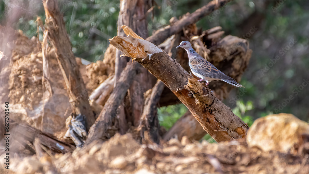 European Turtle Dove Streptopelia turtur European Turtle Dove Streptopelia turtur