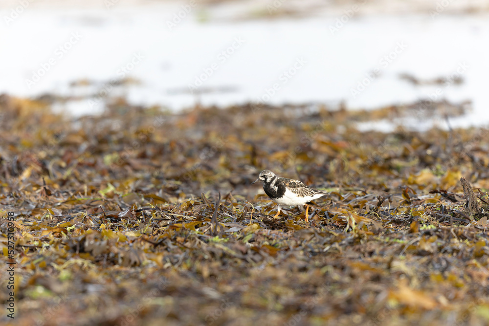 Ruddy Turnstone Arenaria interpres on low tide on a sandy beach in Normandy, France Ruddy Turnstone Arenaria interpres on low tide on a sandy beach in Normandy, France