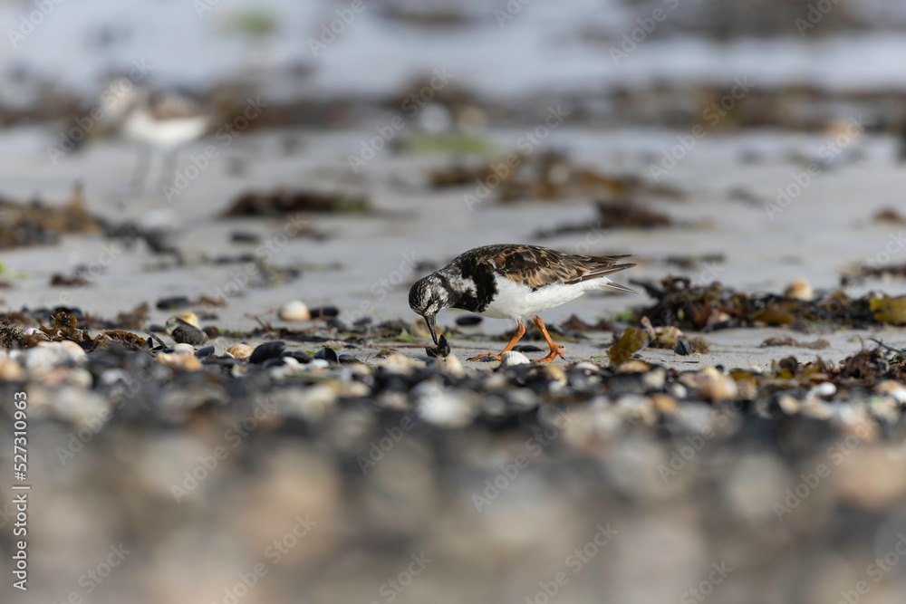 Ruddy Turnstone Arenaria interpres on low tide on a sandy beach in Normandy, France Ruddy Turnstone Arenaria interpres on low tide on a sandy beach in Normandy, France