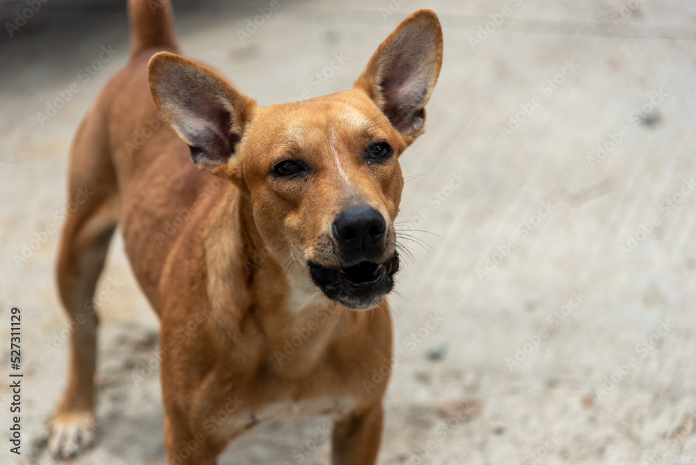 brown dog barking on a rural street in Colombia