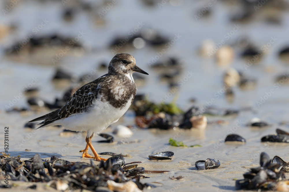 Ruddy Turnstone Arenaria interpres on low tide on a sandy beach in Normandy, France Ruddy Turnstone Arenaria interpres on low tide on a sandy beach in Normandy, France