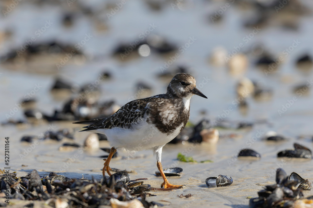 Ruddy Turnstone Arenaria interpres on low tide on a sandy beach in Normandy, France Ruddy Turnstone Arenaria interpres on low tide on a sandy beach in Normandy, France