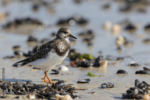 Ruddy Turnstone Arenaria interpres on low tide on a sandy beach in Normandy, France © denis