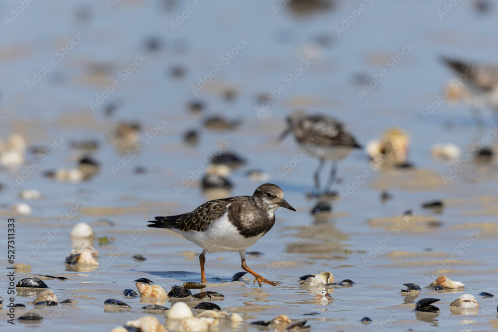 Ruddy Turnstone Arenaria interpres on low tide on a sandy beach in Normandy, France Ruddy Turnstone Arenaria interpres on low tide on a sandy beach in Normandy, France