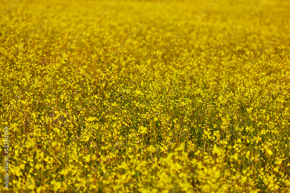 First yellow flowers to bloom in spring. Floral season background