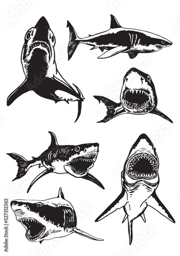 Graphical big collection of sharks isolated on white, marine life elements.Vector illustration. Seafood
