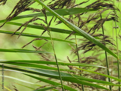Close up view of the grass