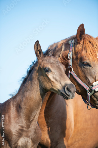 portrait of  black little foal  posing  with mom.   sunny summer  day. close up