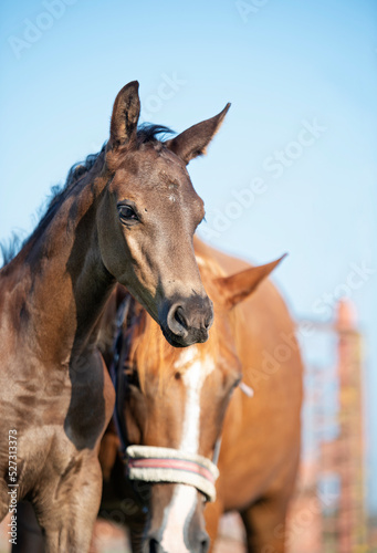 portrait of  black little foal  posing  with mom.   sunny summer  day. close up © anakondasp