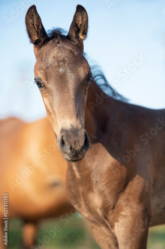 portrait of  black little foal.   sunny summer  day. close up