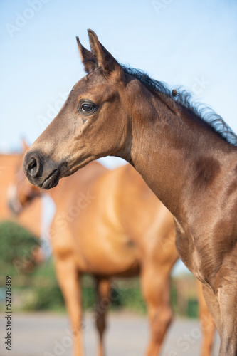 portrait of black little foal posing with mom. sunny summer day. close up