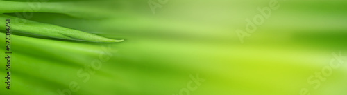 blurry leaves nature of summer green leaves natural green leaf plant used as wallpaper background