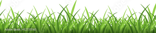 Green grass border. Fresh herbal lawn plants