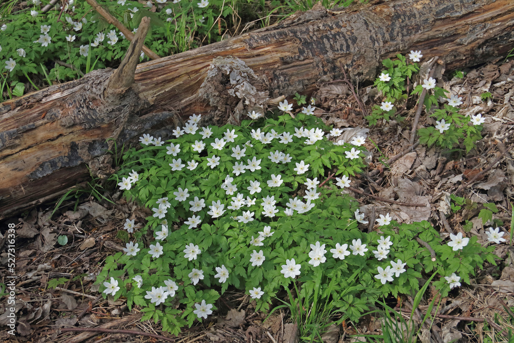 Obraz premium Buschwindröschen