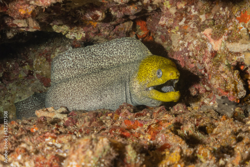 Moray eel Mooray lycodontis undulatus in the Red Sea  Eilat Israel 