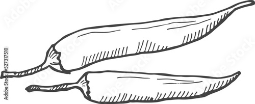 Hot peppers drawing. Chili sketch. Spicy food ingredient