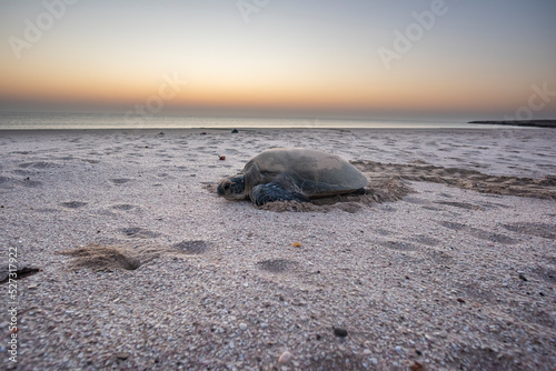 Exhausted Sea turtle after nesting and trying to back to the sea before sunrise and weather becoming to hot,  Ras Al Hadd, Sultanate of Oman, Middle East